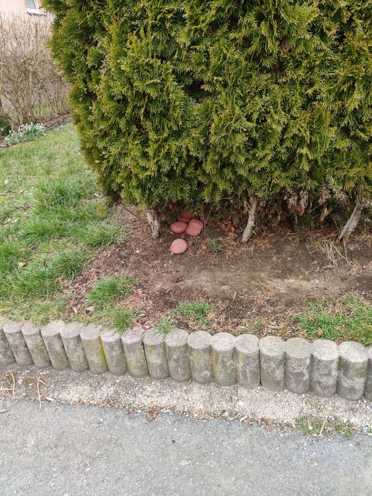 Giftköder-Ausgelegte Salami-Profilbild