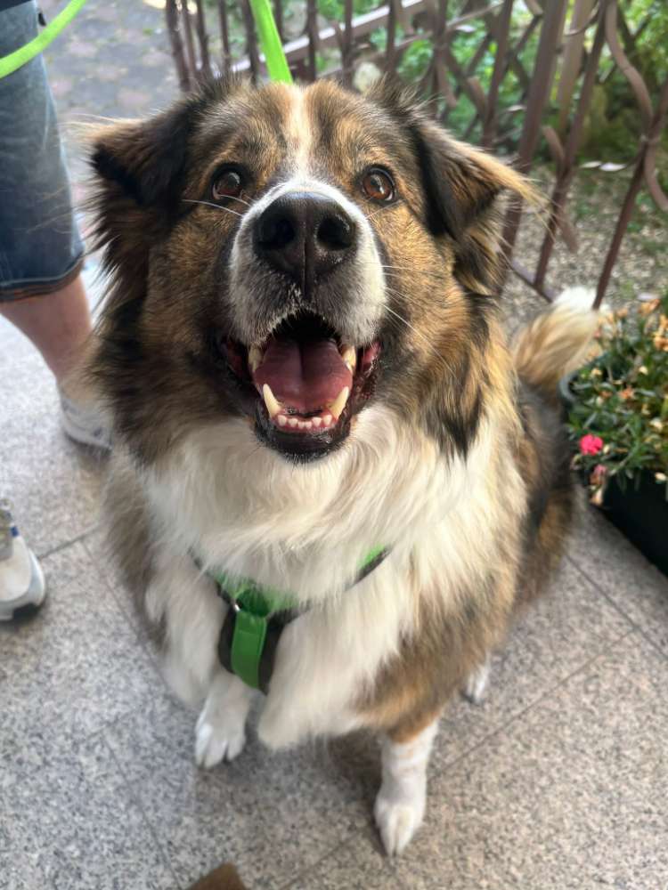 Hundetreffen-Gassifreunde gesucht-Profilbild