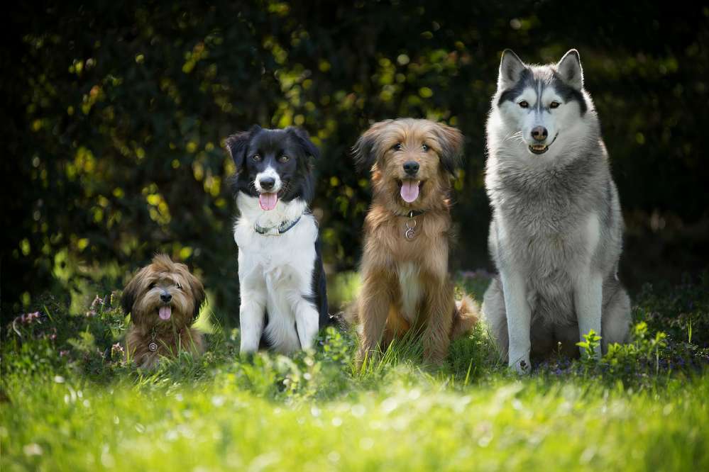 Hundetreffen-Biete Hundebetreuung & Spaziergänge-Profilbild