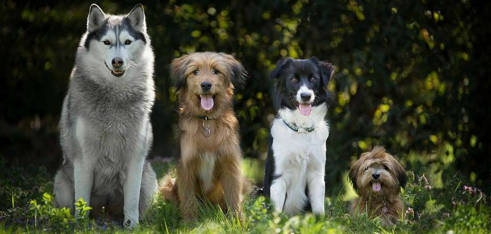 Hundetreffen-Einzelstunden/Social Walks/Training-Profilbild