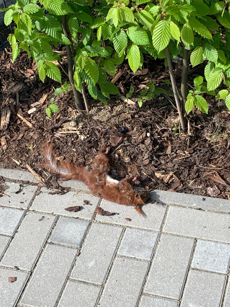 Giftköder-Eichhörnchen Kadaver-Profilbild