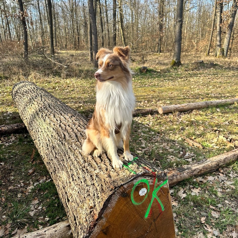 Hundetreffen-Spazieren, spielen etc.-Profilbild