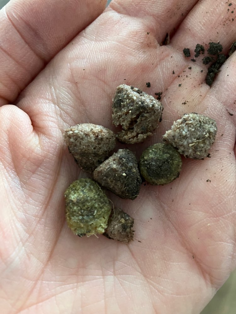 Giftköder-Mögliche Köder-Profilbild