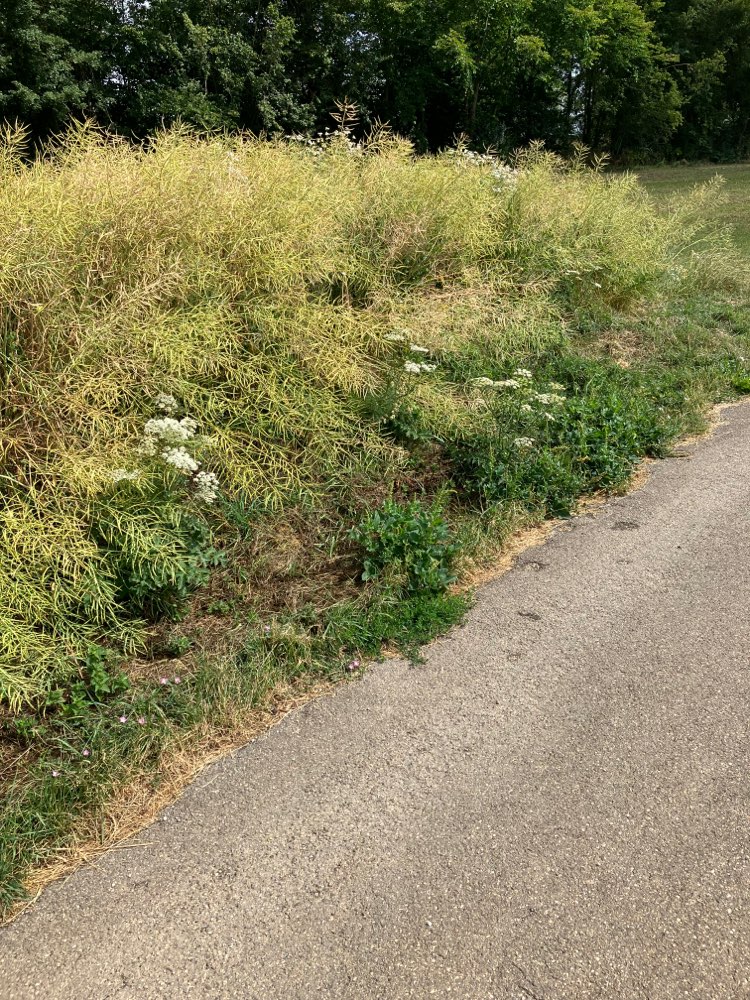 Giftköder-Bärenklau-Profilbild