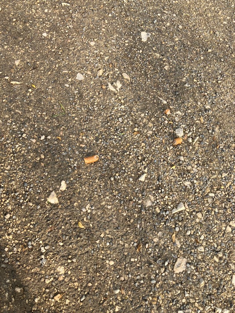 Giftköder-Verteilte Wienerstückchen-Profilbild