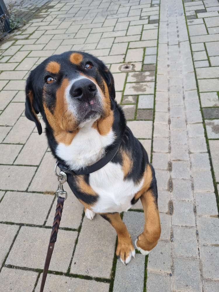 Hundetreffen-Mittagspausen Spiel- Gassirunde (Heppenheim und Umgebung)-Profilbild