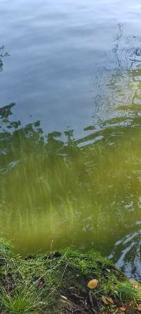 Giftköder-Blaualgen in Grünau-Profilbild