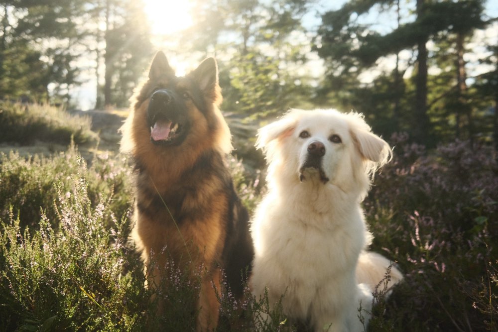 Hundetreffen-"Gemeinsam auf Abenteuer: Brave und Rocky suchen neue Hundefreunde!"-Profilbild