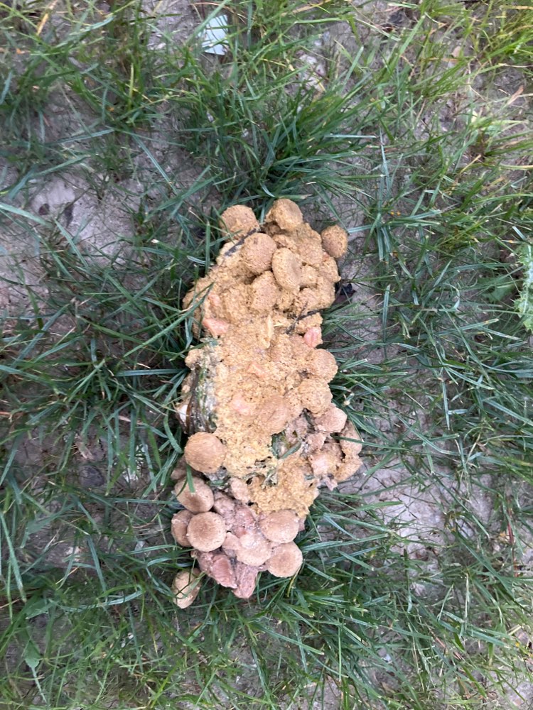 Giftköder-Hunde-Erbrochenes?-Profilbild