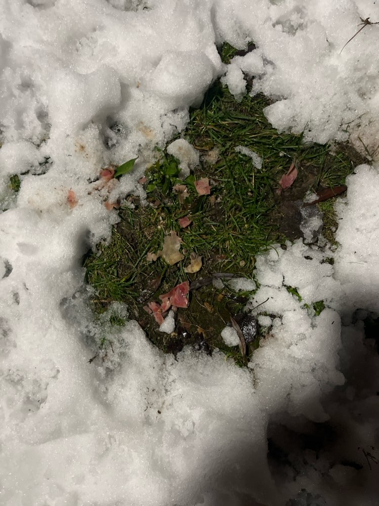 Giftköder-Schinken-Profilbild