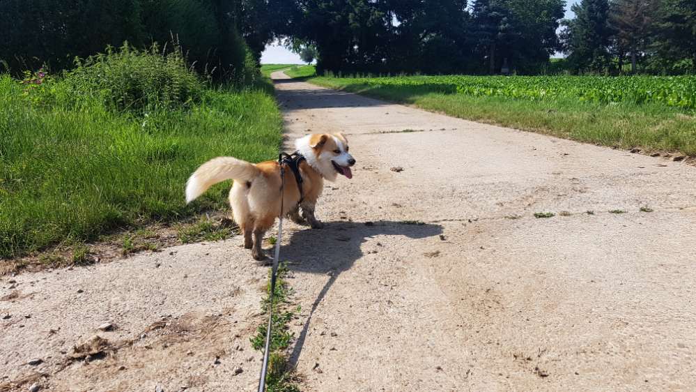 Hundetreffen-Suchen nette Begleitung zum Gassigehn und Spielen-Profilbild