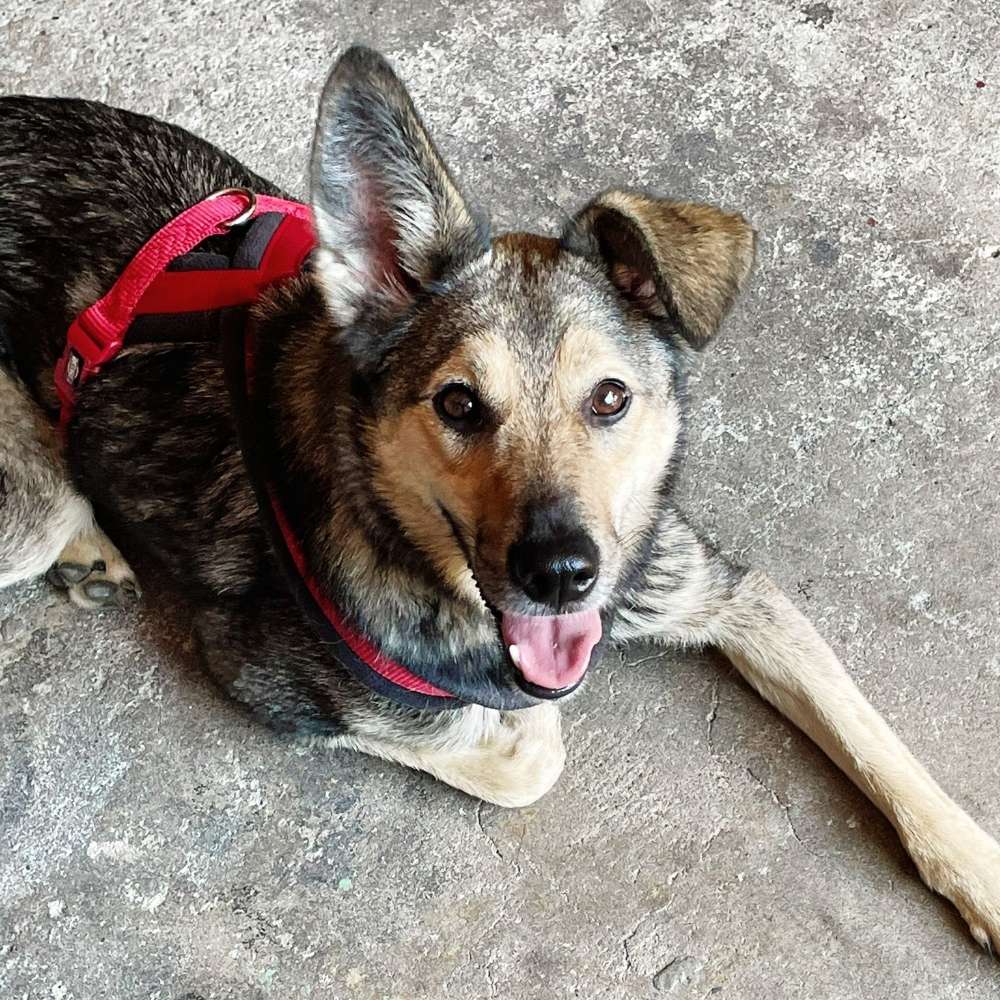 Hundetreffen-Gassigehen und spiel treff-Profilbild