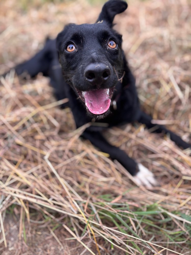 Hundetreffen-Gemeinsam spielen-Profilbild