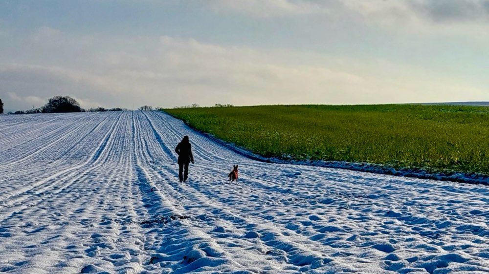 Hundetreffen-Gemeinsam Spazieren gehen-Profilbild