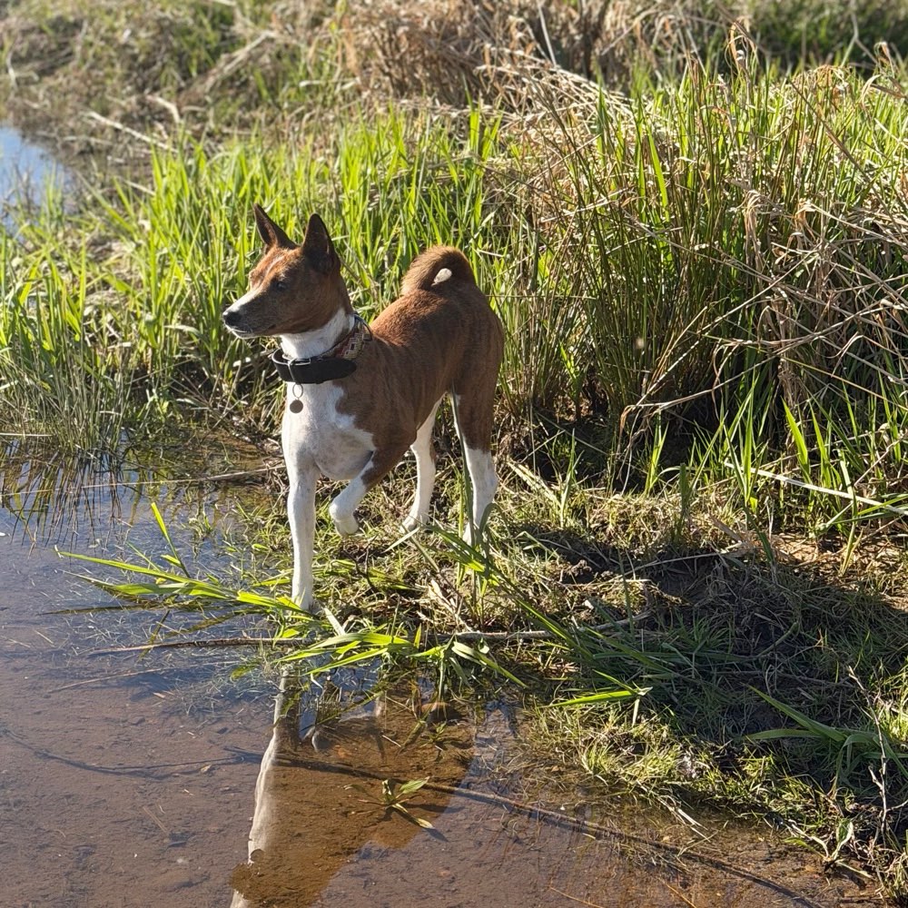 Hundetreffen-Spazieren gehen-Profilbild