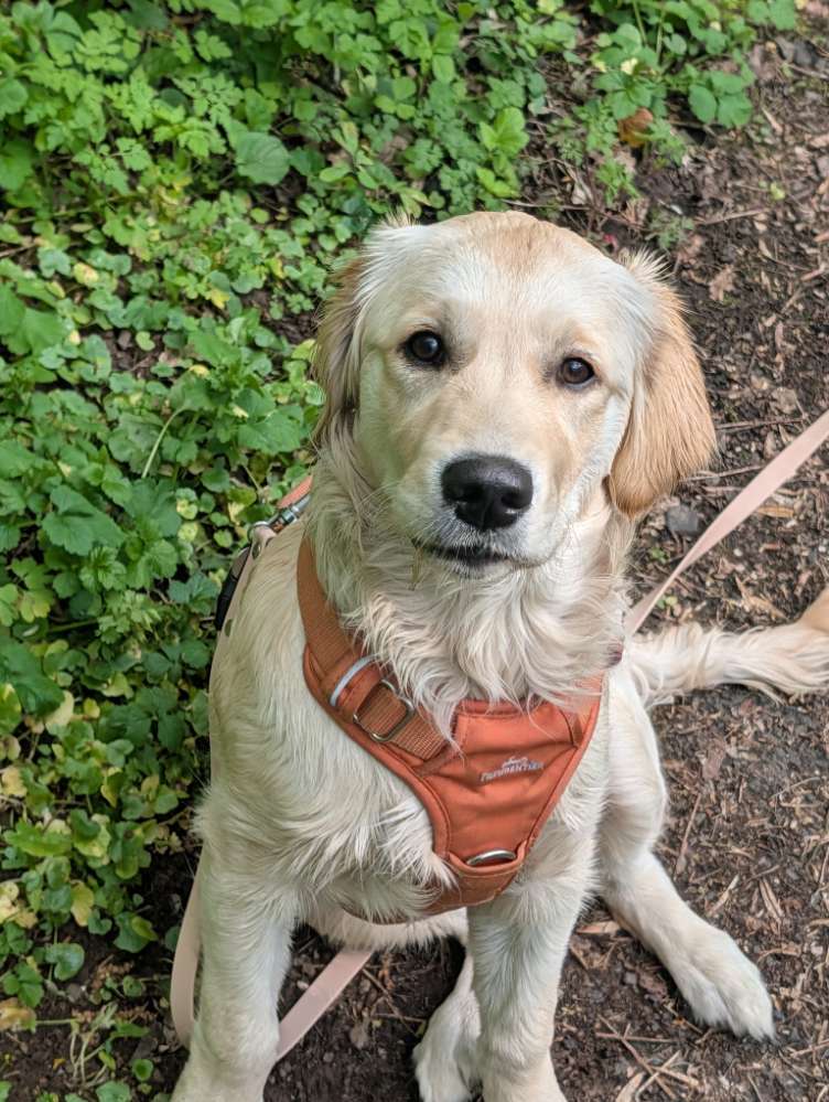 Hundetreffen-Gassitreff Mücke-Profilbild