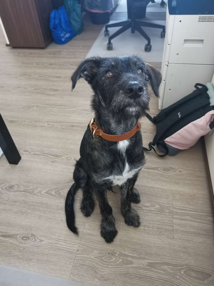 Hundetreffen-Hundebegegnung-Profilbild