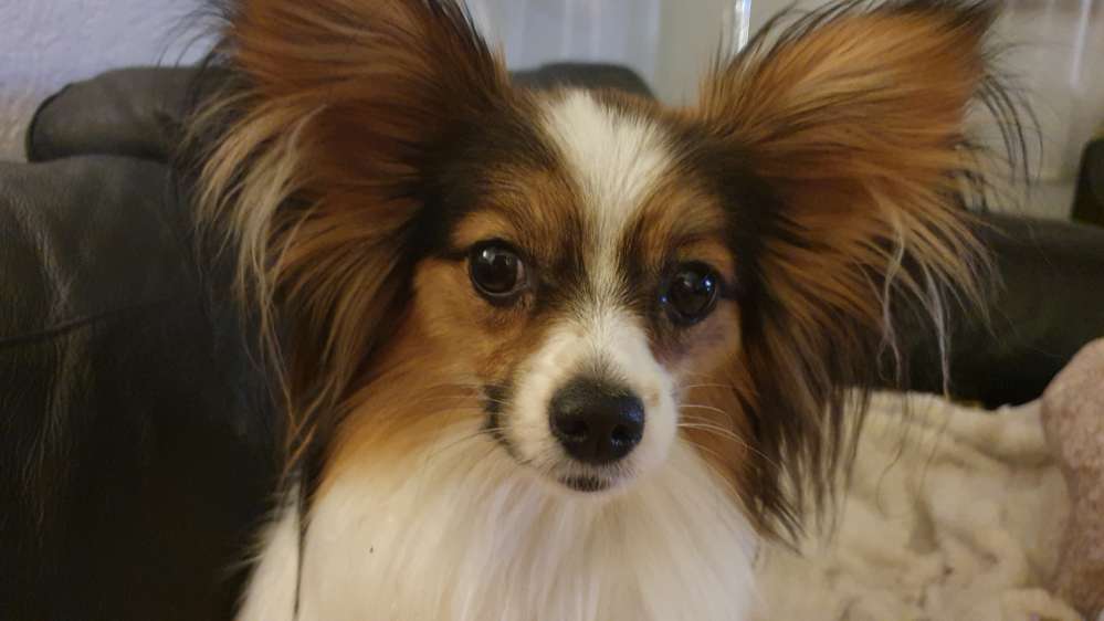 Hundetreffen-Hundebesitzer (Kleine Hunderassen) zum gemeinsamen Spazierengehen gesucht-Profilbild