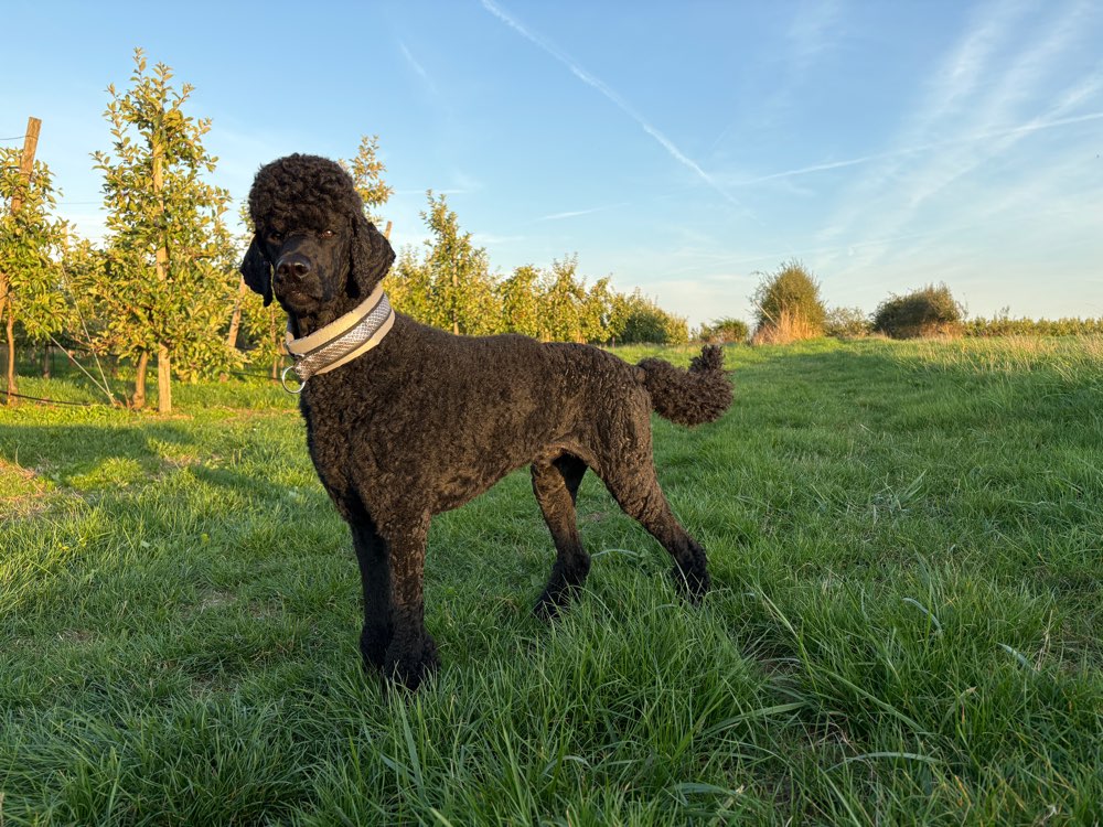 Hundetreffen-Gassirunden / Training-Profilbild