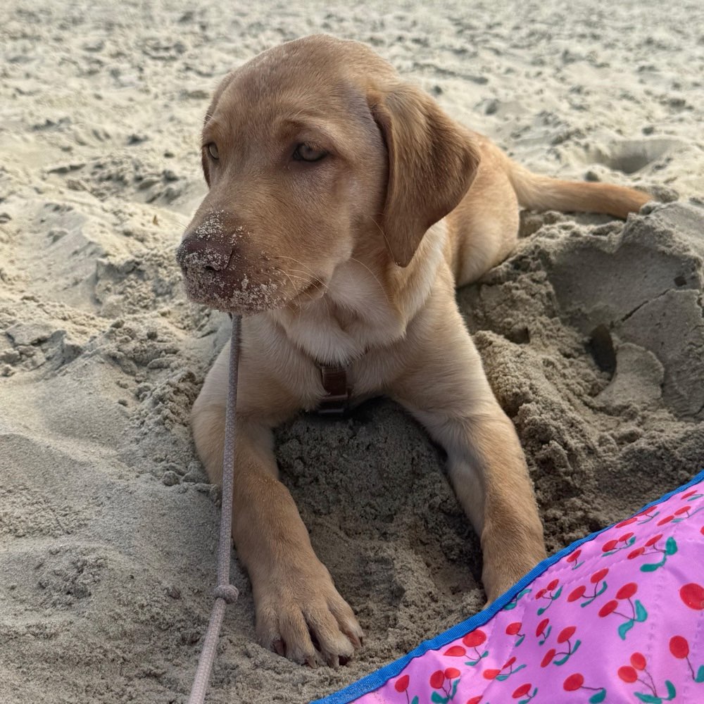 Hundetreffen-Welpentreffen Düsseldorf Hundewiese Rein oder Aaperwald-Profilbild