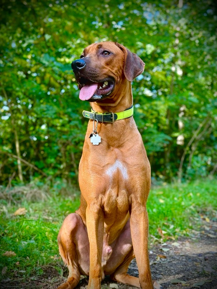 Hundetreffen-Hundetreffen zum toben-Profilbild