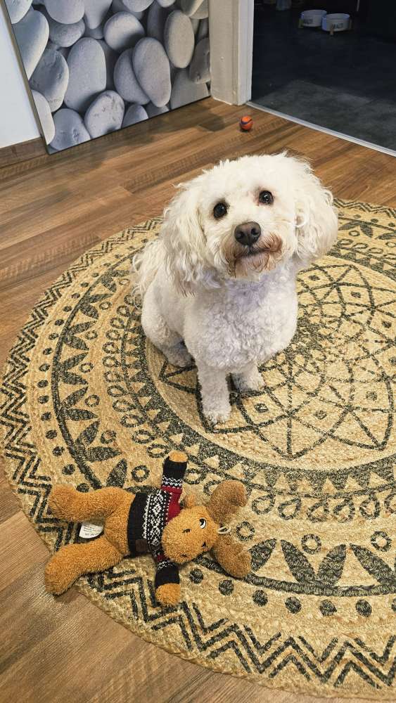 Hundetreffen-Malti sucht Spielkameraden-Profilbild