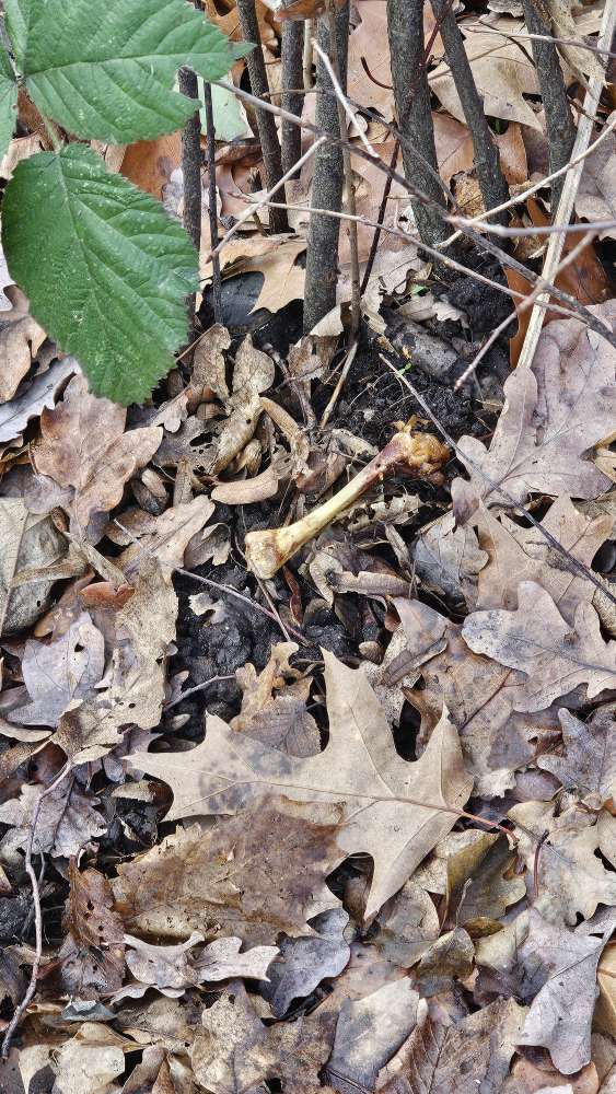 Giftköder-Tierknochen-Profilbild