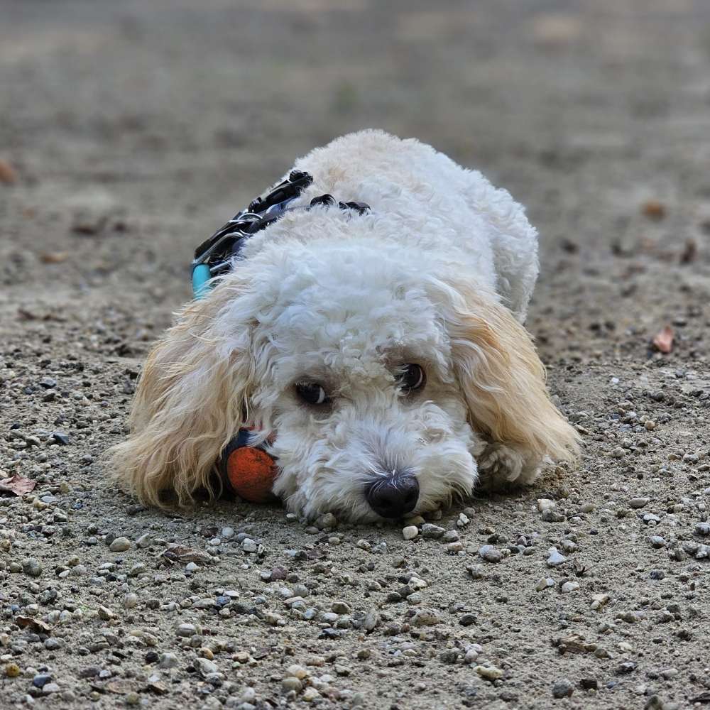 Hundetreffen-Playdates in Steglitz Insulaner/Steglitzer Volkspark/Gemeindepark Lankwitz-Profilbild