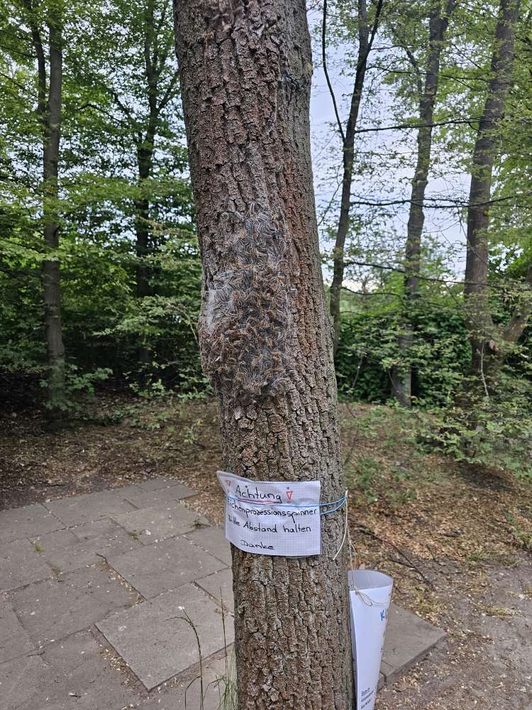 Giftköder-Eichen-Prozessionsspinner-Profilbild