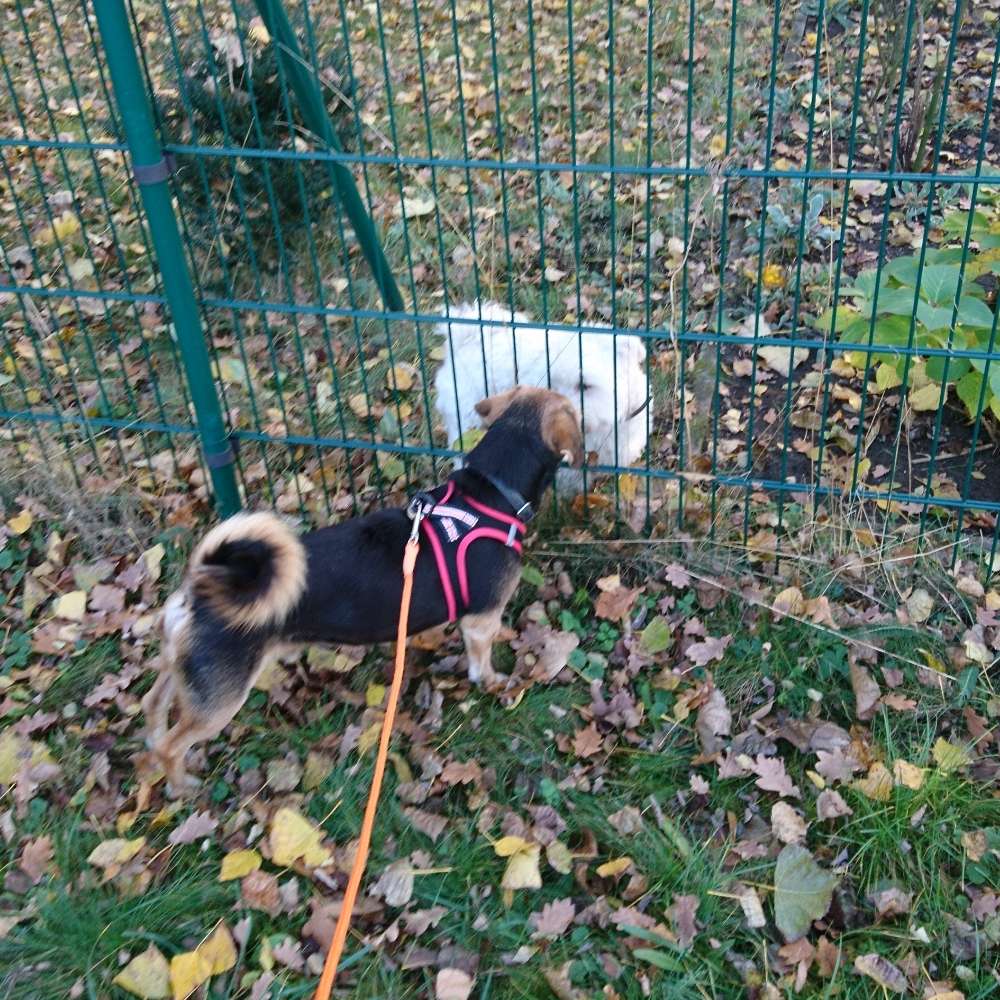 Hundetreffen-Verabredung zum Gemeinsam spielen/Toben oder gerne Gassi gehen-Profilbild