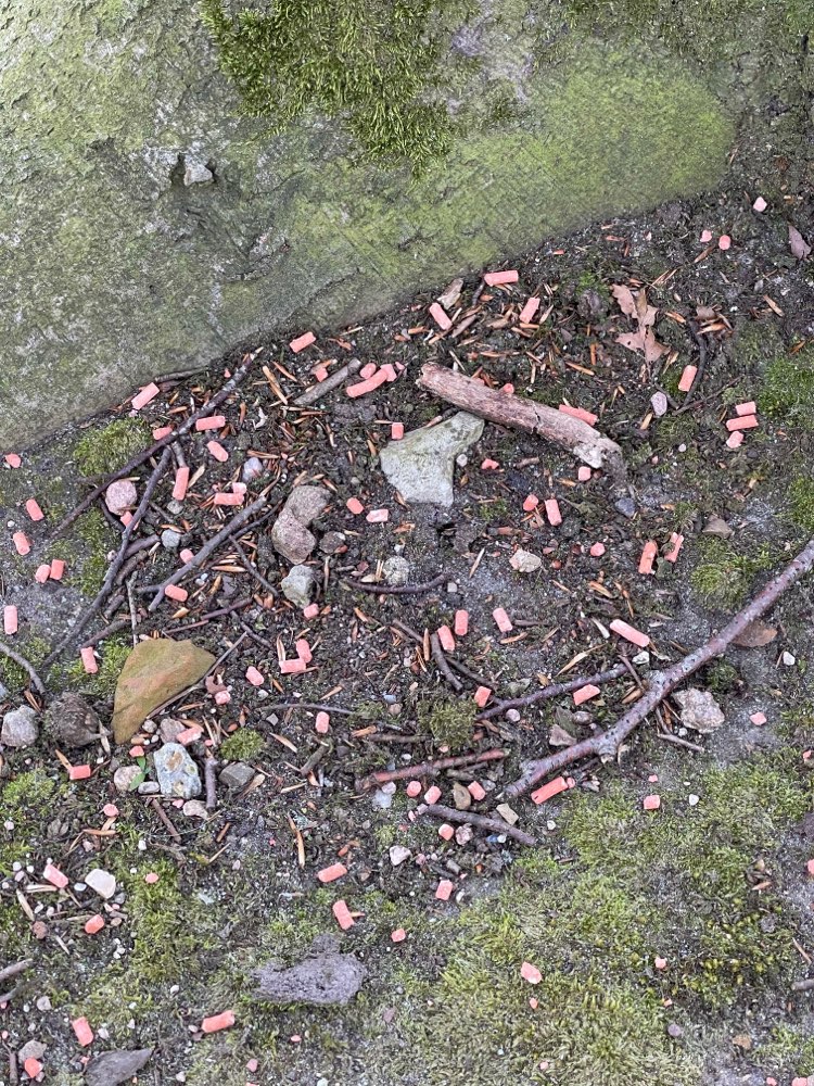 Giftköder-Möglicherweise Rattengift-Profilbild