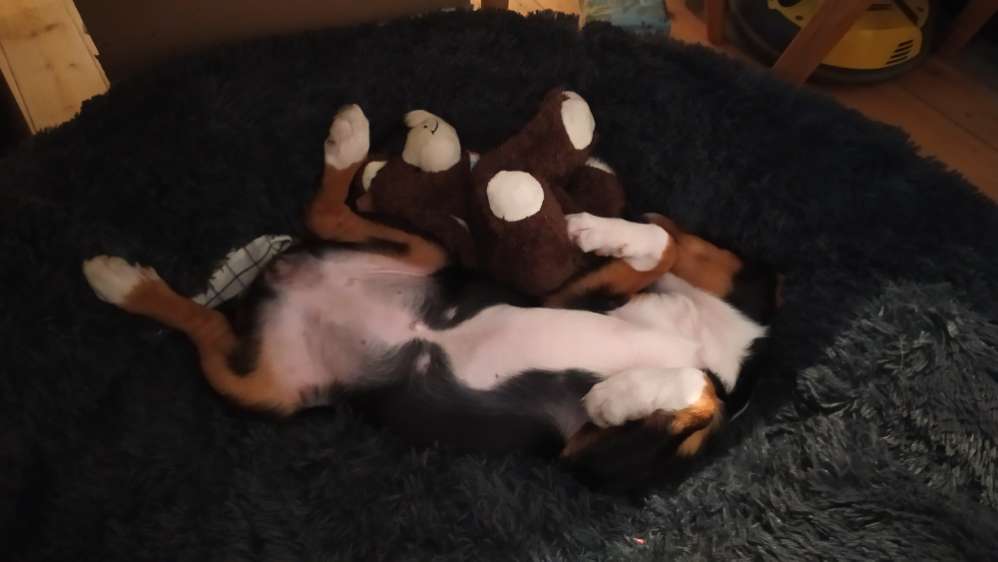 Hundetreffen-Welpentreffen/ Gassi gehen / spielen / ...-Profilbild