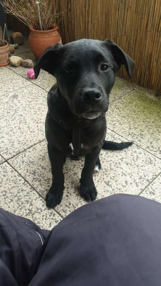 Hundetreffen-Welpentreffen-Profilbild