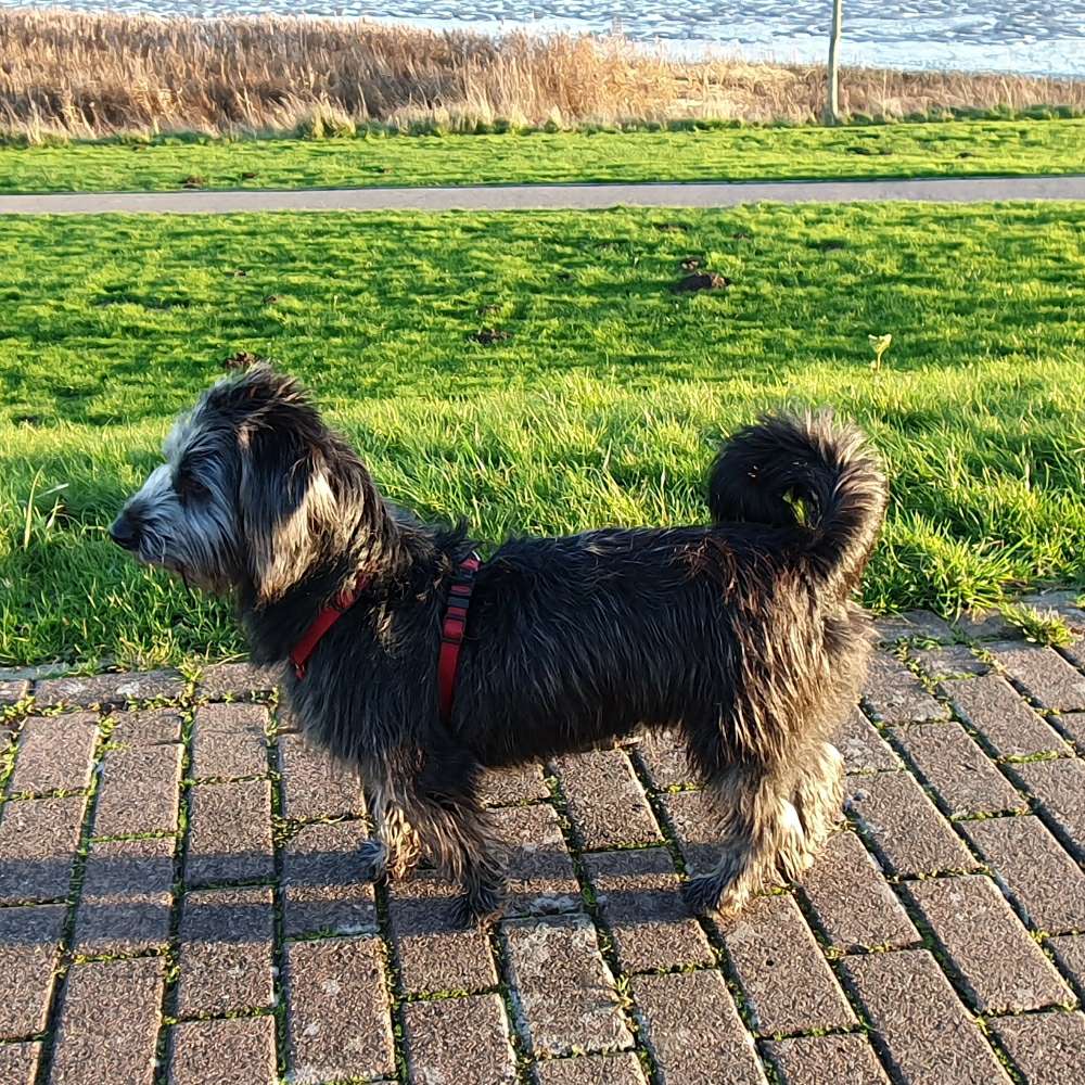 Hundetreffen-In Tönning und um Tönning herum.-Profilbild