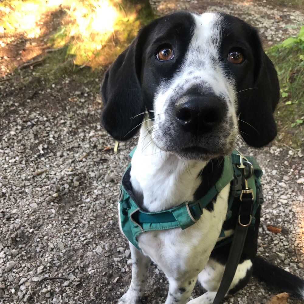 Hundetreffen-Wir suchen Gassi/Spiele Partner Rosenheim/Bad Feilnbach-Profilbild