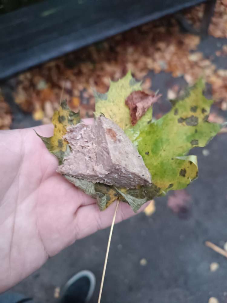 Giftköder-Evtl Köder-Profilbild