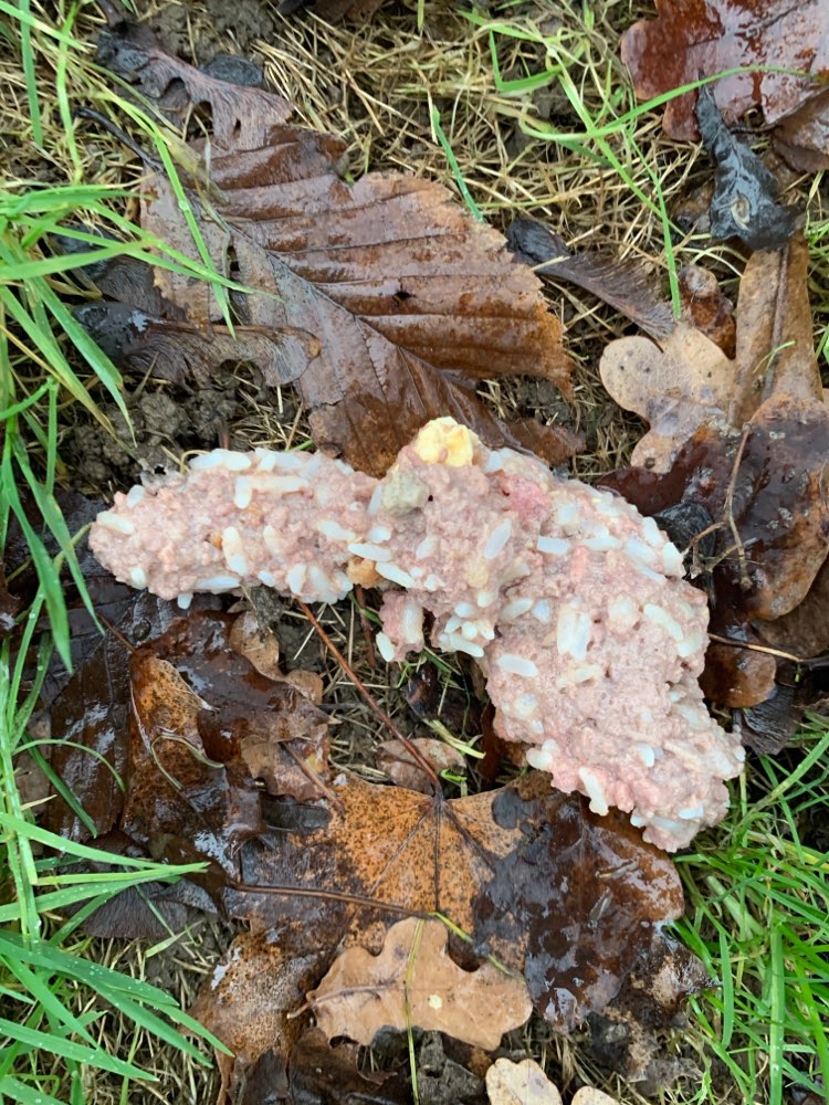 Giftköder-Giftköder !?-Profilbild