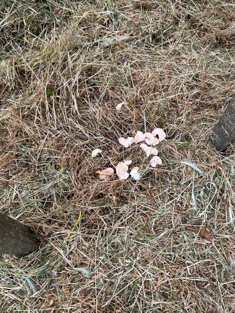 Giftköder-Giftköder-Profilbild