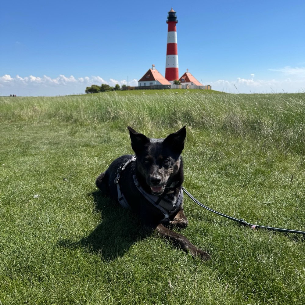Hundetreffen-Senioren Treff in Hohenschönhausen-Profilbild