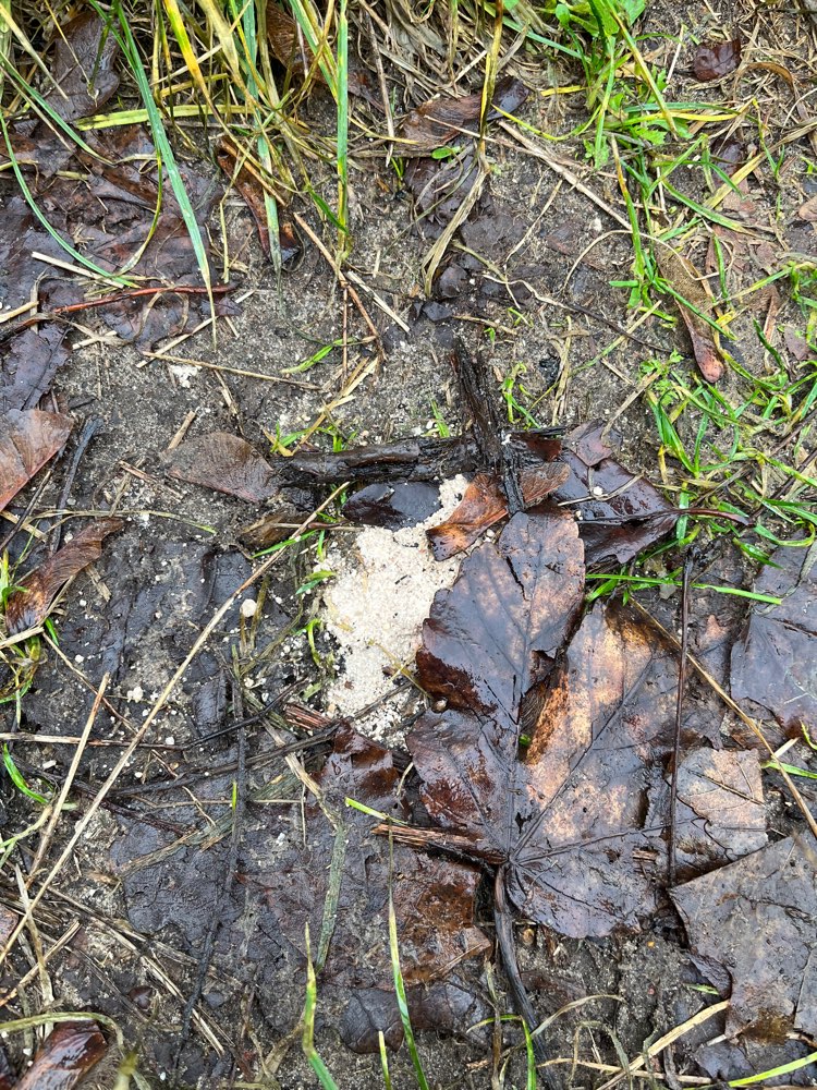 Giftköder-Möglicherweise Giftköder-Profilbild