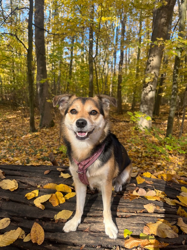 Hundetreffen-Social Walk Leipzig-Profilbild