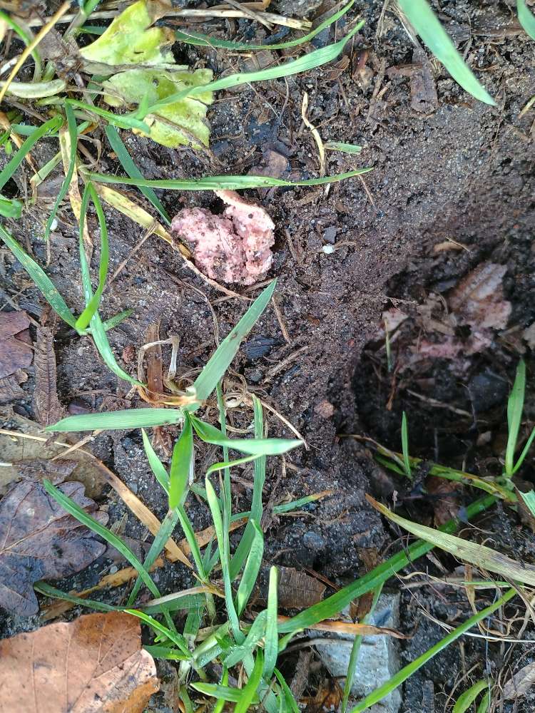 Giftköder-Möglicherweise Giftköder-Profilbild