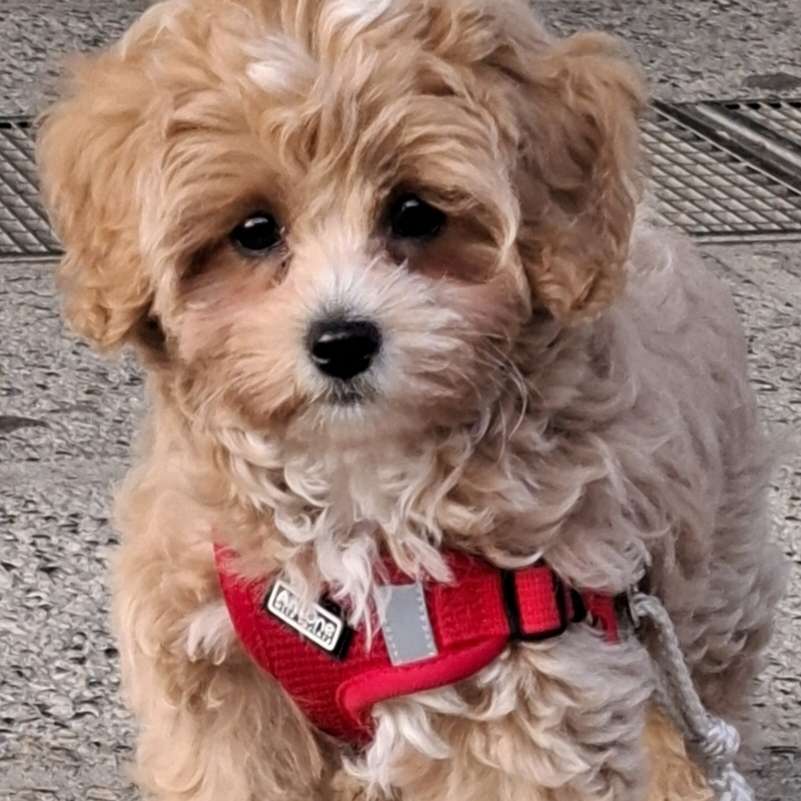 Hundetreffen-Welpen Treffen-Profilbild