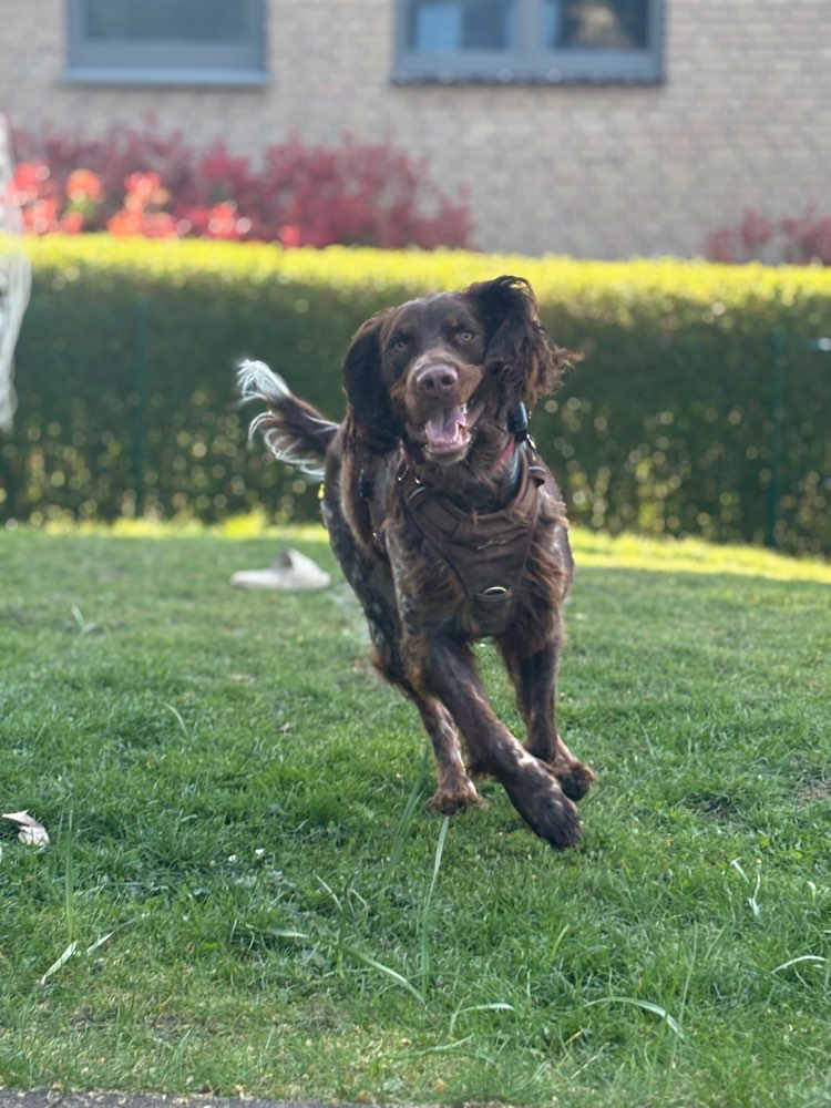 Hundetreffen-Spielen, Toben und Rennen-Profilbild