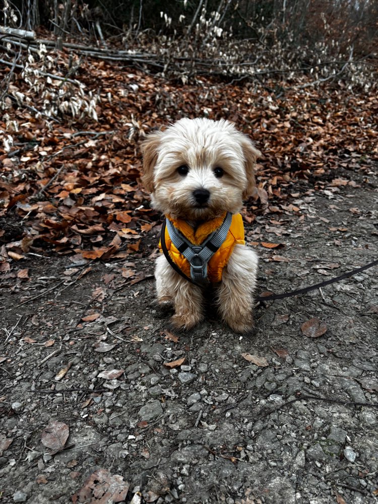 Hundetreffen-Hoku sucht Freunde 💙-Profilbild