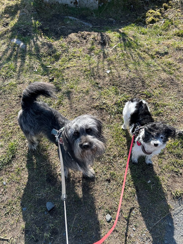 Hundetreffen-Gassi-Partner gesucht-Profilbild