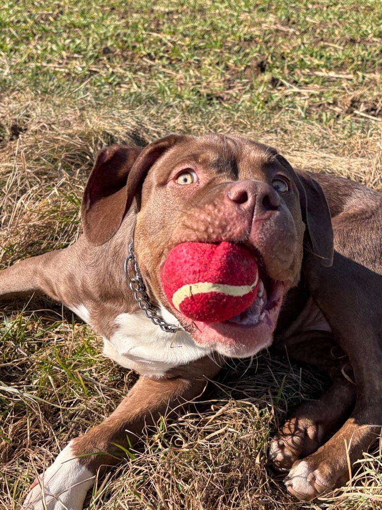 Hundetreffen-Welpentreffen in Mühlhausen/Thüringen und Umgebung-Profilbild