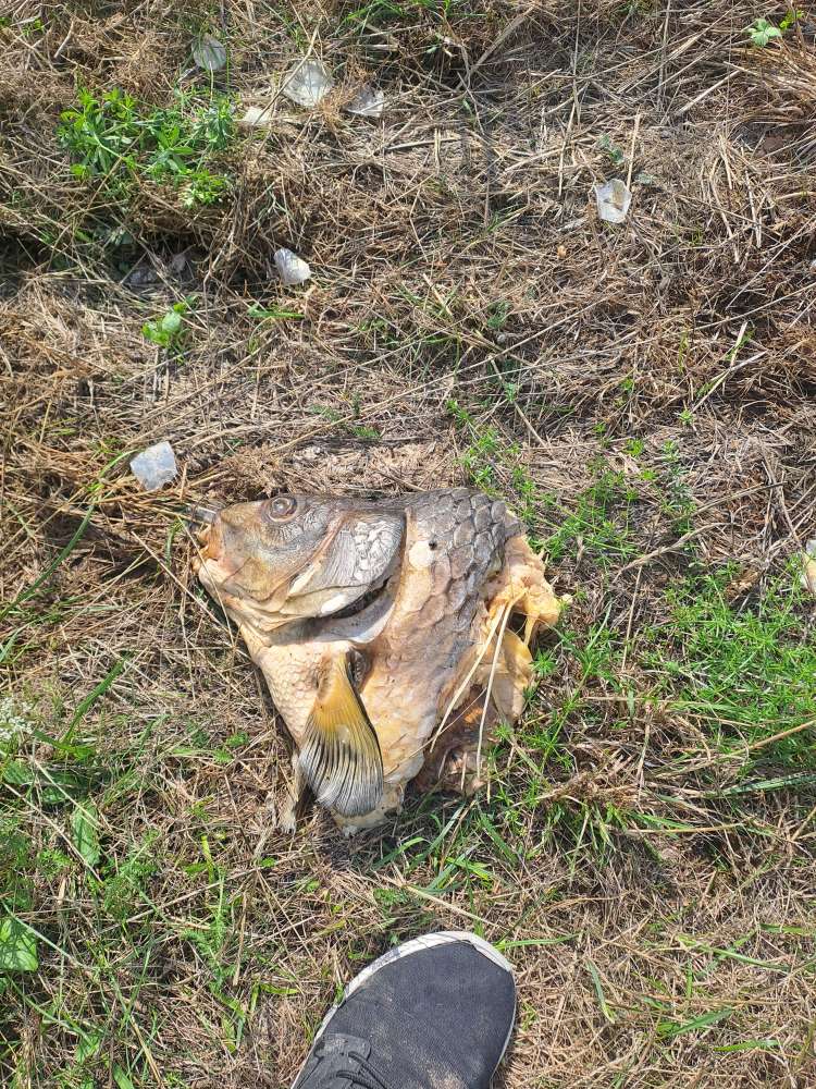 Giftköder-Fischkadaver-Profilbild