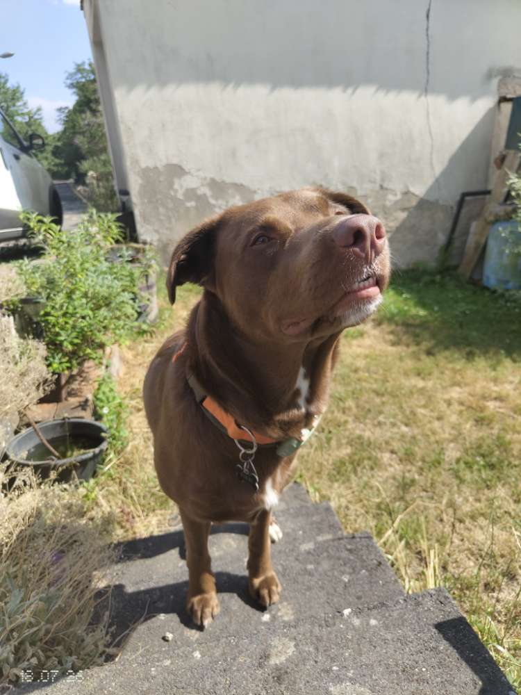 Hundetreffen-Hundefreunde gesucht 🐾-Profilbild