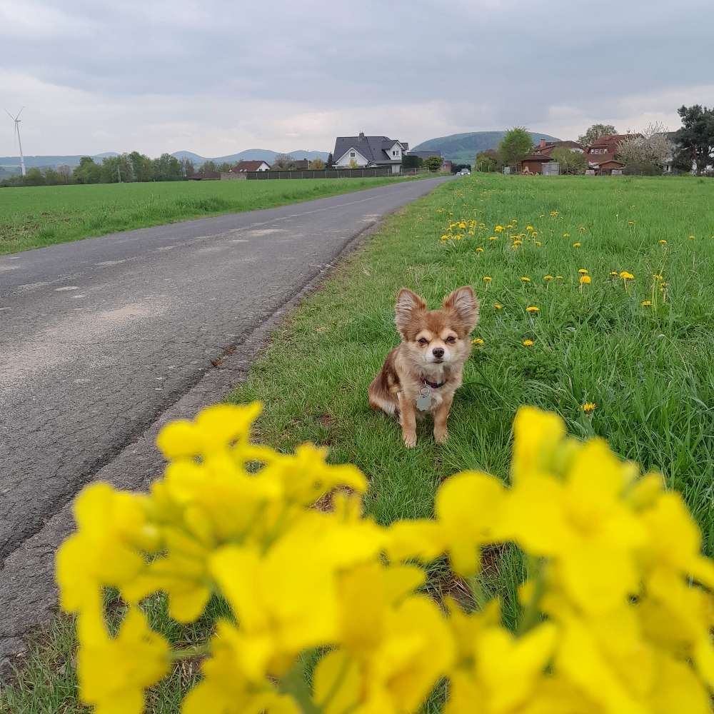 Hundetreffen-Bijou sucht Hundefreund zum Spielen & Gassi gehen-Profilbild
